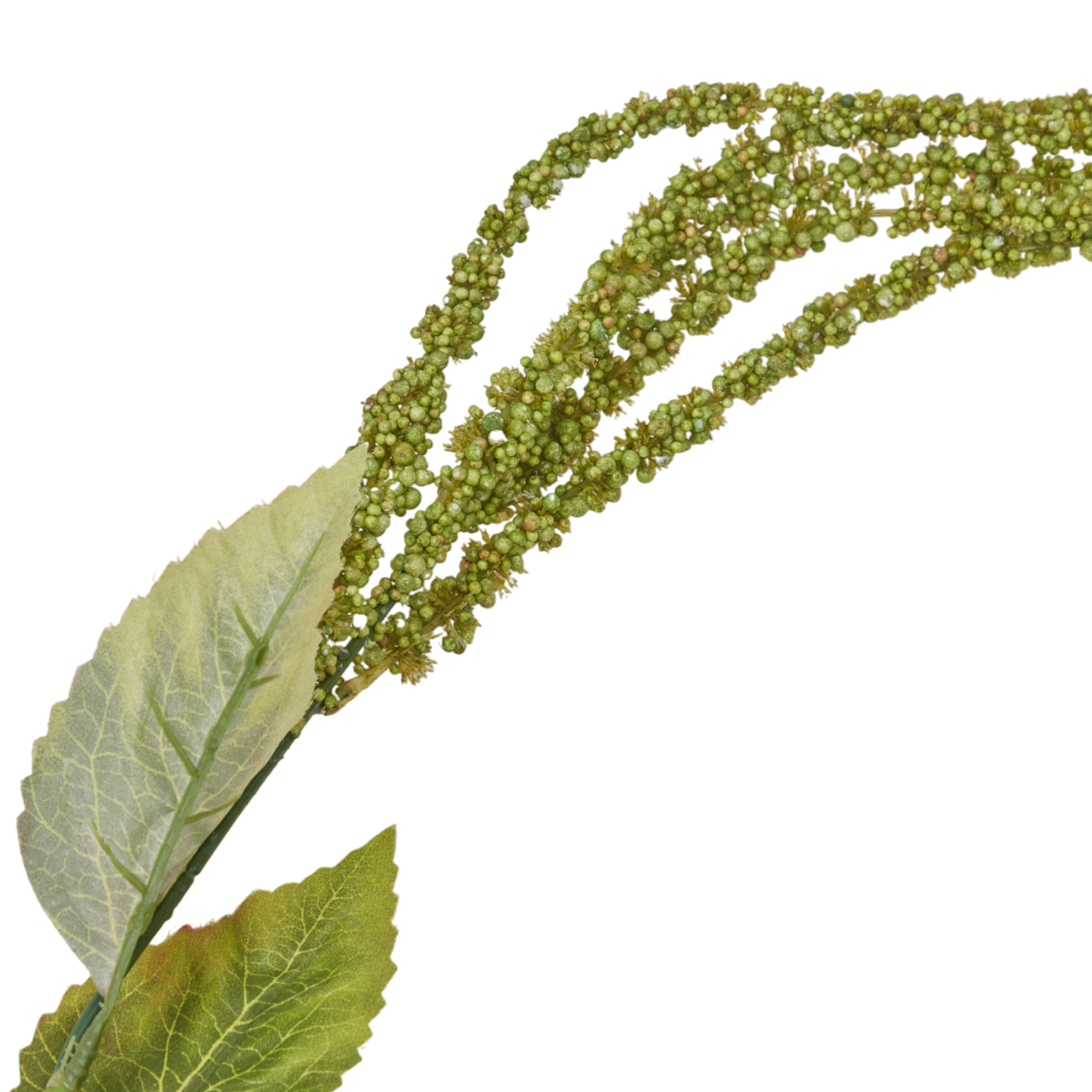 Foxtail Stem