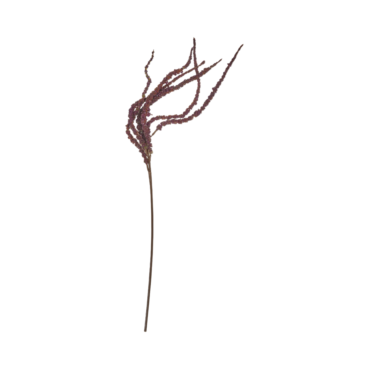 Foxtail Stem