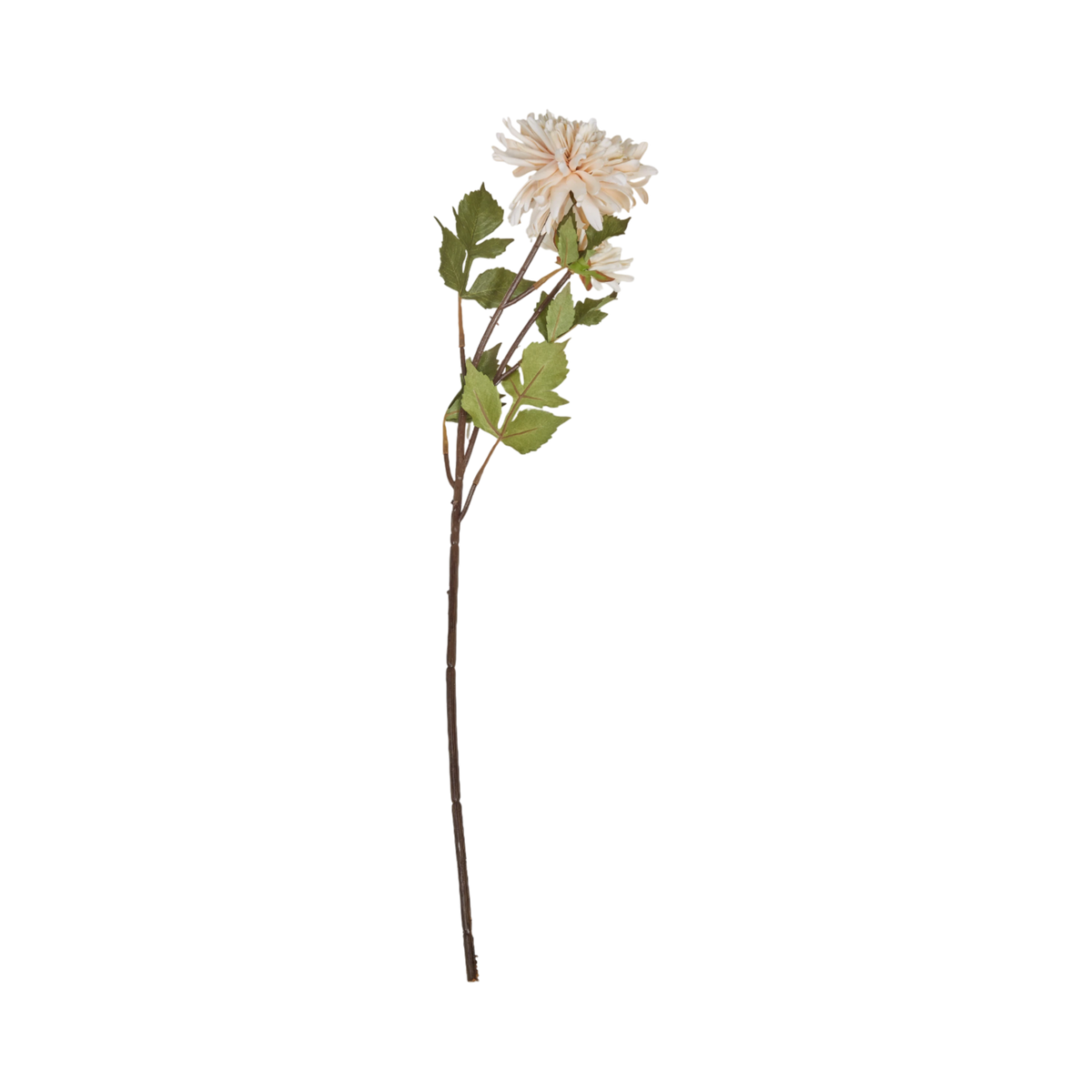 Chrysantemum Stem
