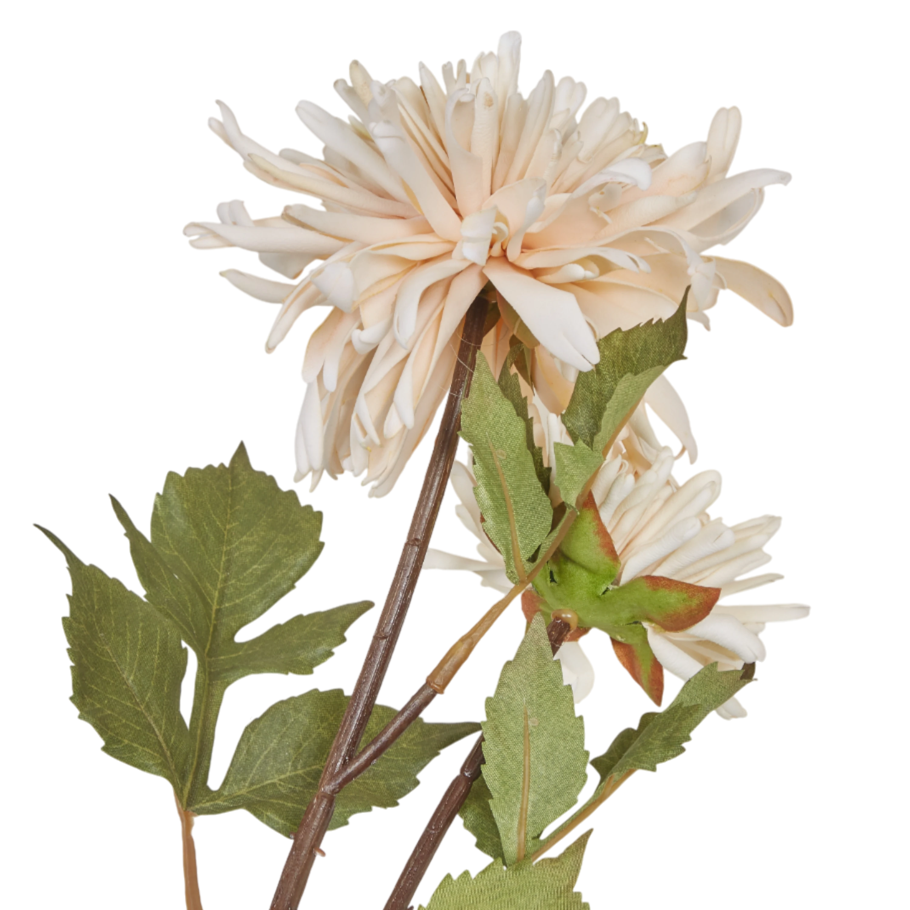 Chrysantemum Stem