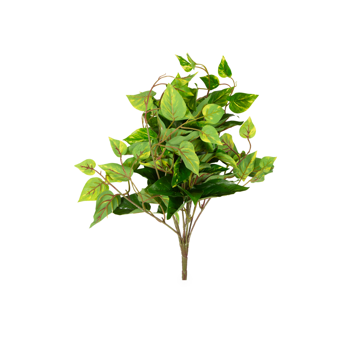 This Pathos Hanging Bush adds a touch of refreshing nature to your space.