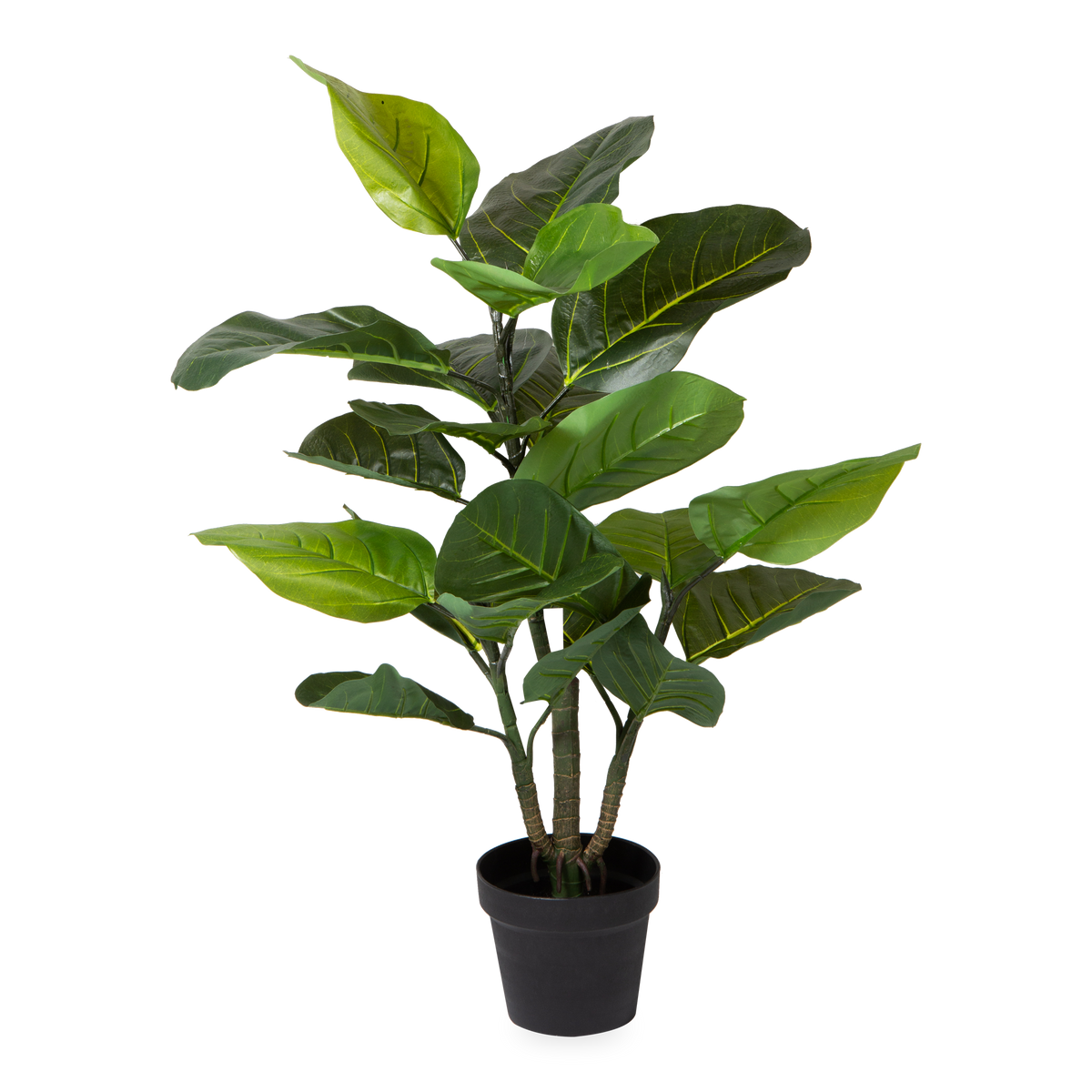 The Rubber Plant adds a tropical vibe to your space with big green leaves and stems.