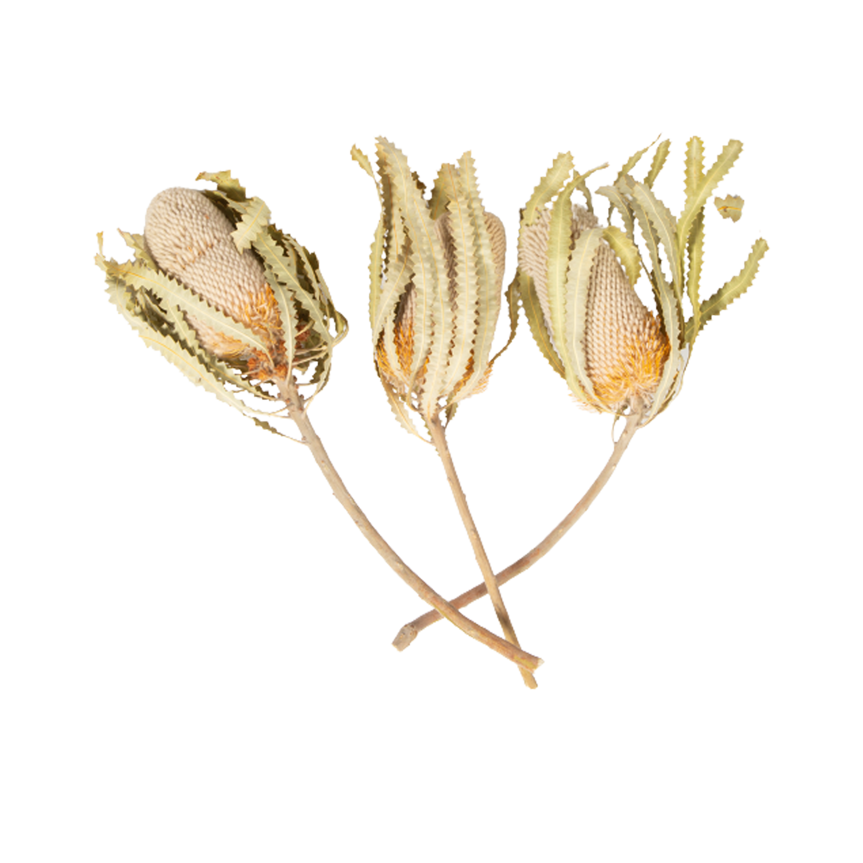 This Bonsai Stem comes in a set of three.