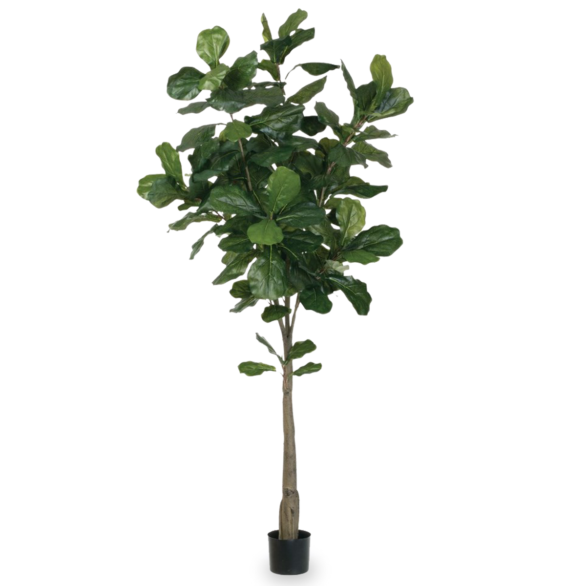 A 6' faux fiddle leaf tree.