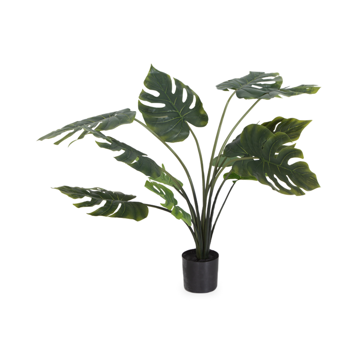 This Monstera Plant adds elegance and greenery to any room.