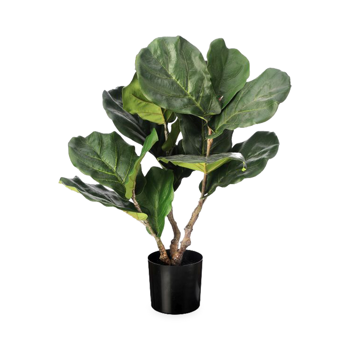 A beautiful faux Green Fiddle Leaf Plant in Pot features a full appearance with beautifully scattered leaves throughout.